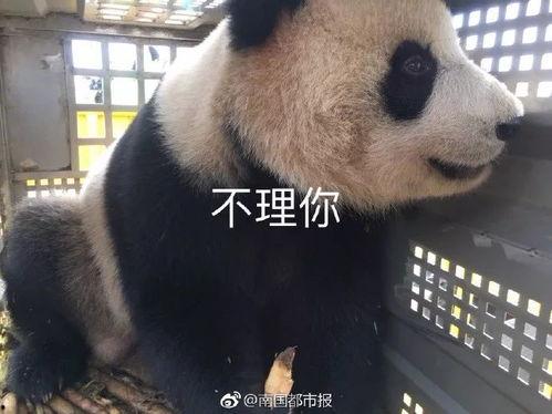 熊猫萌萌的视频,萌态可掬的可爱瞬间大盘点