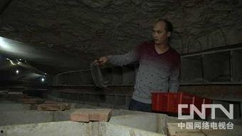 致富经竹鼠养殖视频,致富经中的绿色财富之路