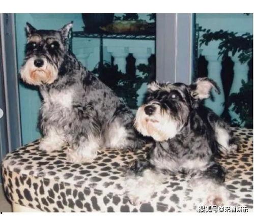 明星的狗狗离世,陪伴是最长情的告白