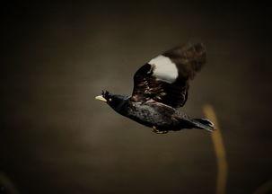 八哥 在线观看,揭秘神秘生物的在线奇遇之旅